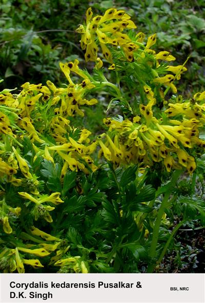 Corydalis kedarensis Pusalkar & D.K. Singh